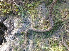 Lygophis anomalus