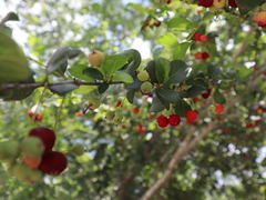 Cinchonoideae