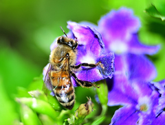 Apis mellifera