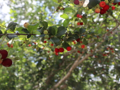 Cinchonoideae