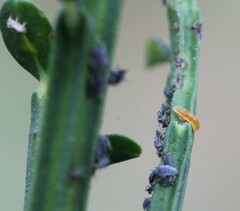 Aphidoletes