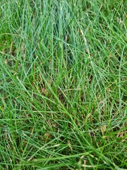 Festuca trichophylla