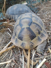 Testudo marginata