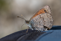 Erebia tyndarus