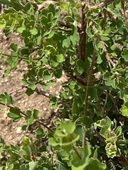 Spiraea aquilegifolia