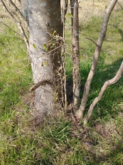 Celtis tala