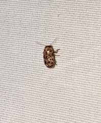 Pachybrachis turbidus