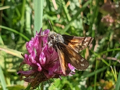 Hesperia comma