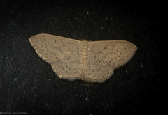 Scopula hypochra