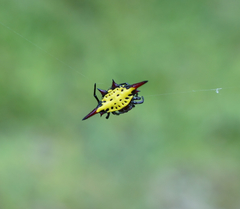 Gasteracantha sauteri