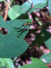 Condylostylus comatus