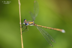 Lestes virens