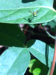 Condylostylus comatus