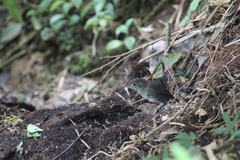 Grallaria kaestneri