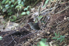 Grallaria kaestneri