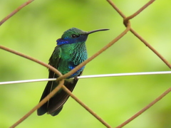 Colibri coruscans