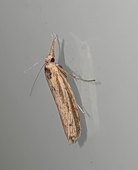 Agriphila tristella