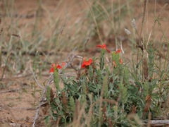 Crossandra mucronata
