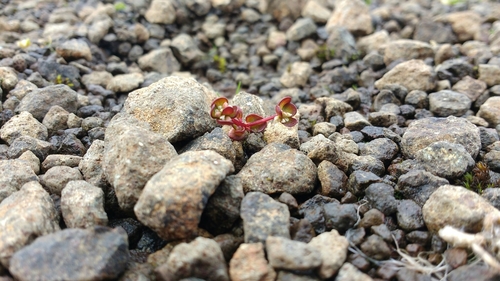 Image of Koenigia islandica by (c) Matt Pilkington, some rights reserved (CC BY)