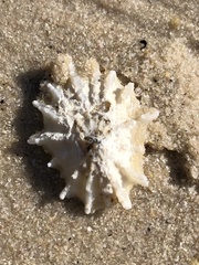 Scutellastra longicosta