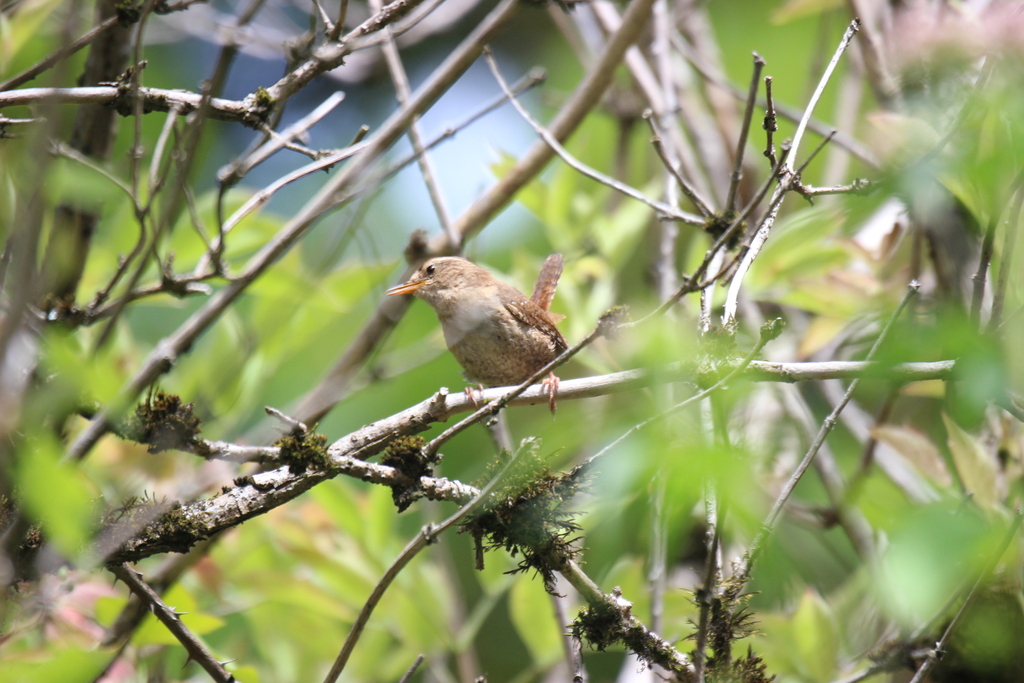 Eurasian Wren (British)