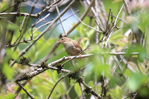 Eurasian Wren (British)