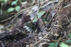 Grallaria kaestneri
