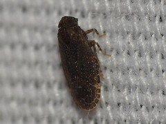 Opsiplanon luella