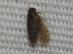 Opsiplanon luella
