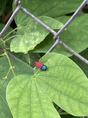 Thonalmus chevrolati