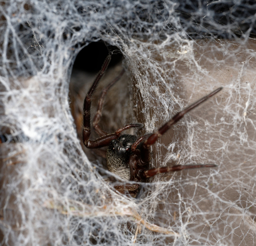 Grey House Spider