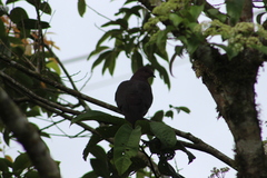 Patagioenas subvinacea