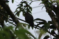 Patagioenas subvinacea