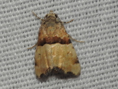Cobubatha dividua