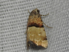 Cobubatha dividua