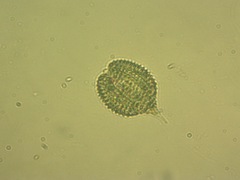 Phacus monilatus