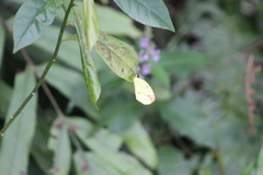 Abaeis xantochlora xantochlora