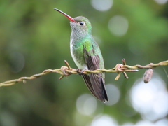 Chionomesa fimbriata