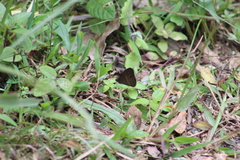 Hermeuptychia harmonia