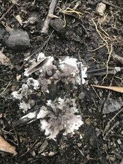 Thelephora cuticularis