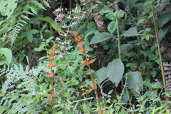 Kohleria stuebeliana