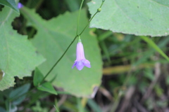 Ipomoea dumetorum