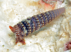 Euthymella