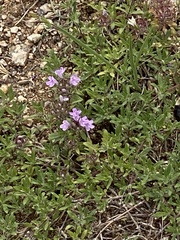 Thymus gobicus