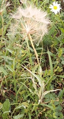 Tragopogon