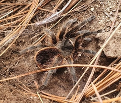 Dugesiella anitahoffmannae
