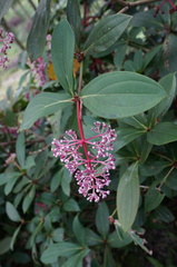 Medinilla formosana
