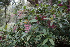 Medinilla formosana
