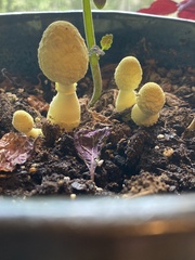Leucocoprinus birnbaumii