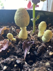 Leucocoprinus birnbaumii